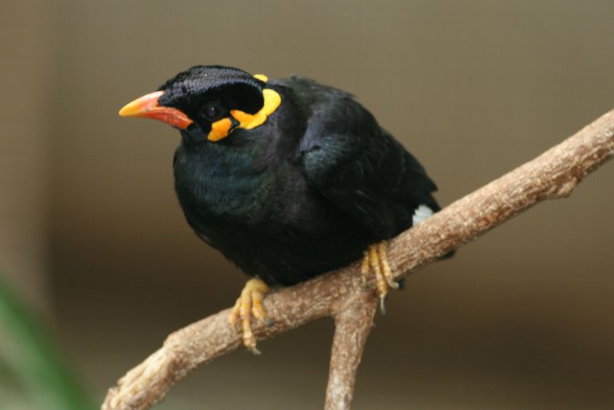 Photo (3): Hill Myna