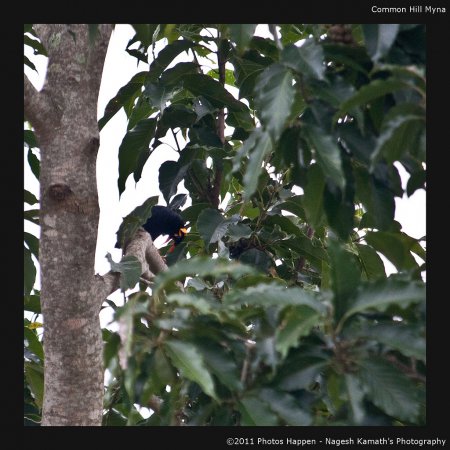 Photo (7): Hill Myna