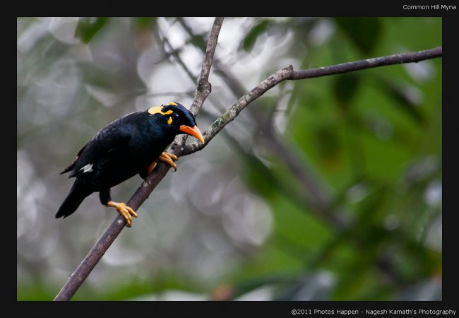 Photo (2): Hill Myna