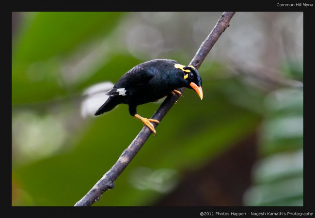 Photo (1): Hill Myna