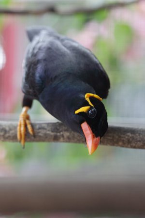 Photo (6): Hill Myna
