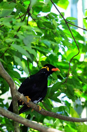Photo (8): Hill Myna
