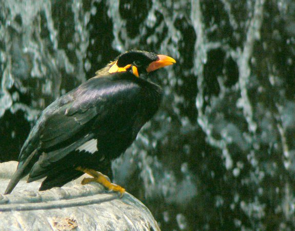 Photo (9): Hill Myna