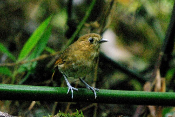 Photo (1): Brown-banded Antpitta