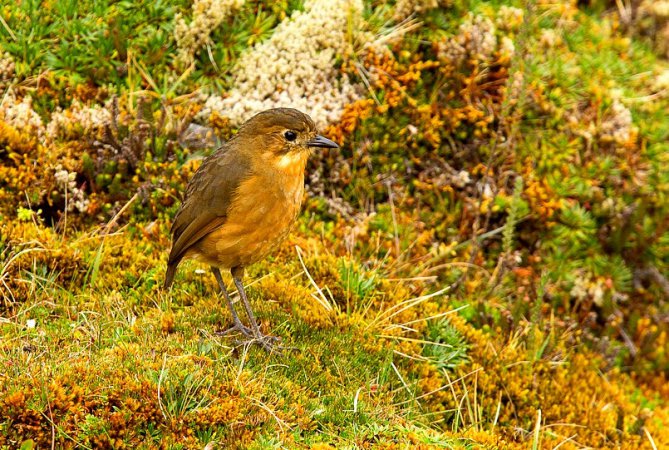 Photo (3): Tawny Antpitta