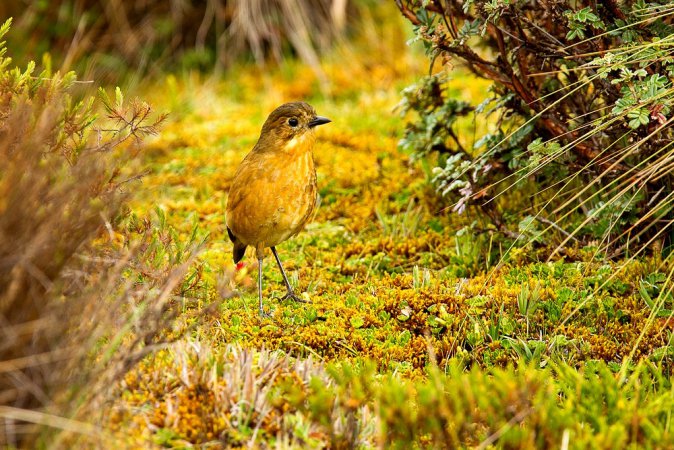 Photo (1): Tawny Antpitta