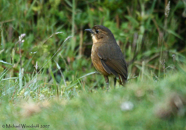 Photo (2): Tawny Antpitta