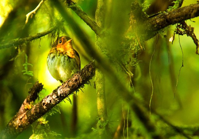 Photo (2): Ochre-breasted Antpitta