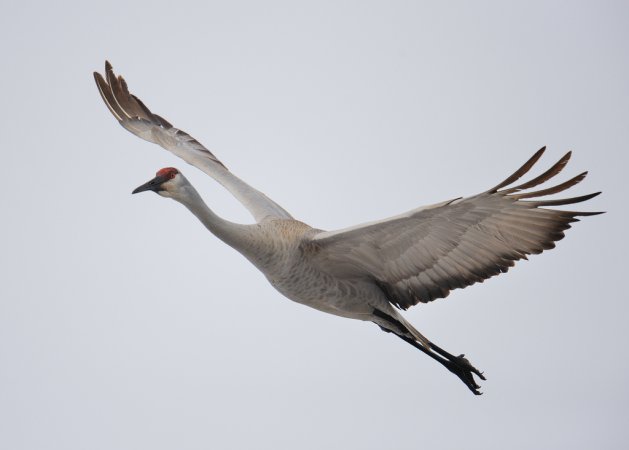 Photo (5): Sandhill Crane