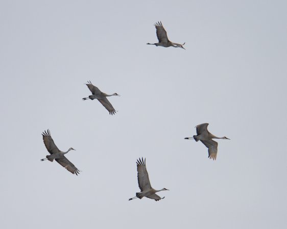 Photo (7): Sandhill Crane