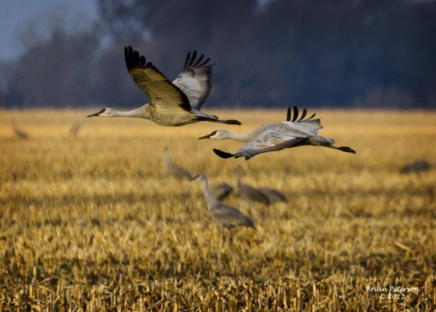 Photo (14): Sandhill Crane