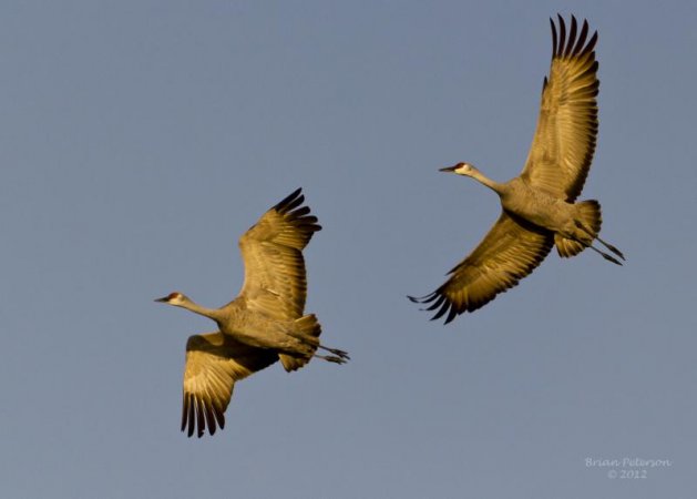Photo (17): Sandhill Crane
