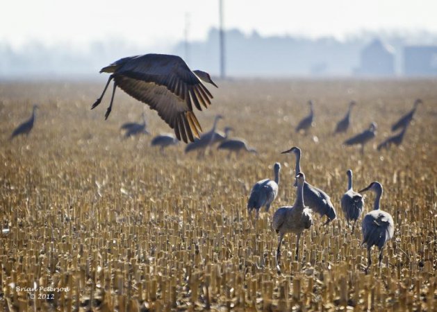 Photo (13): Sandhill Crane