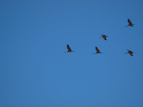 Photo (22): Sandhill Crane