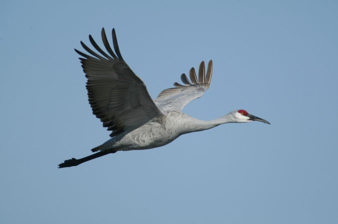 Photo (8): Sandhill Crane
