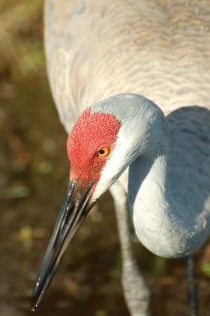 Photo (20): Sandhill Crane