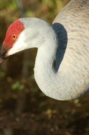 Photo (19): Sandhill Crane