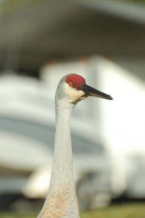 Photo (18): Sandhill Crane