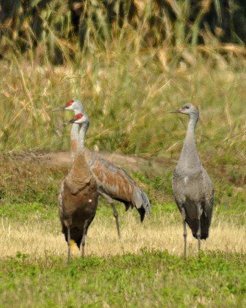 Photo (25): Sandhill Crane