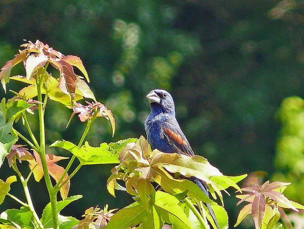 Photo (10): Blue Grosbeak