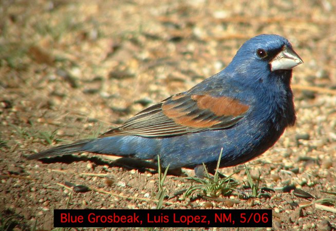Photo (6): Blue Grosbeak