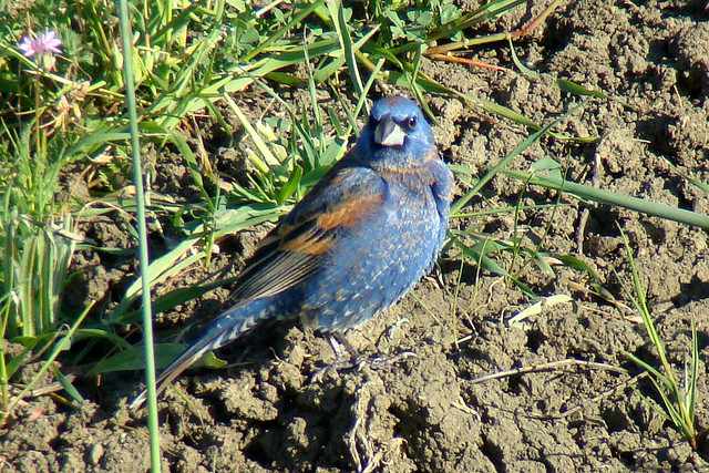 Photo (17): Blue Grosbeak