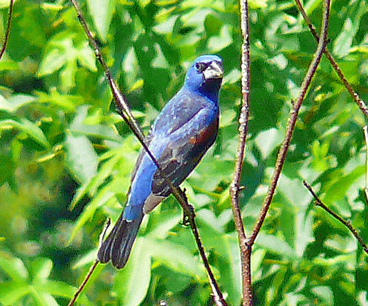 Photo (20): Blue Grosbeak