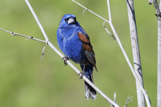 Photo (3): Blue Grosbeak