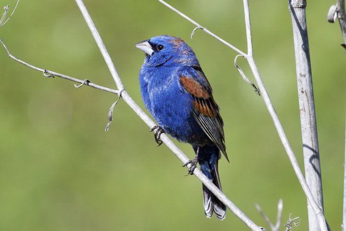 Photo (1): Blue Grosbeak