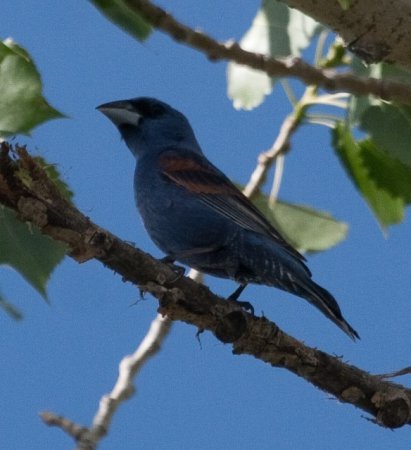 Photo (18): Blue Grosbeak