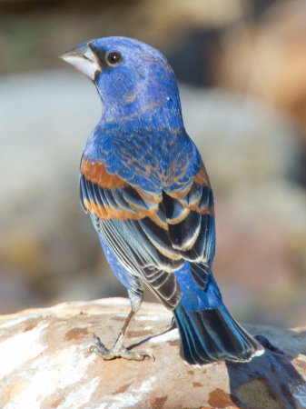 Photo (4): Blue Grosbeak