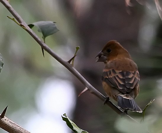 Photo (16): Blue Grosbeak