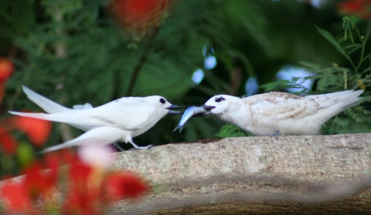 Photo (1): White Tern