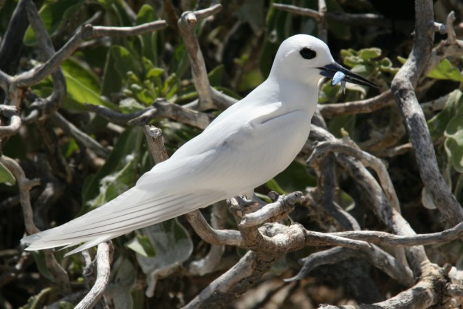 Photo (13): White Tern
