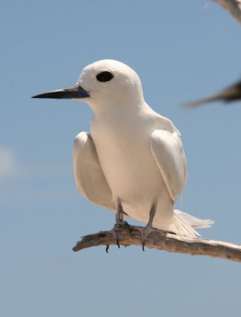 Photo (4): White Tern