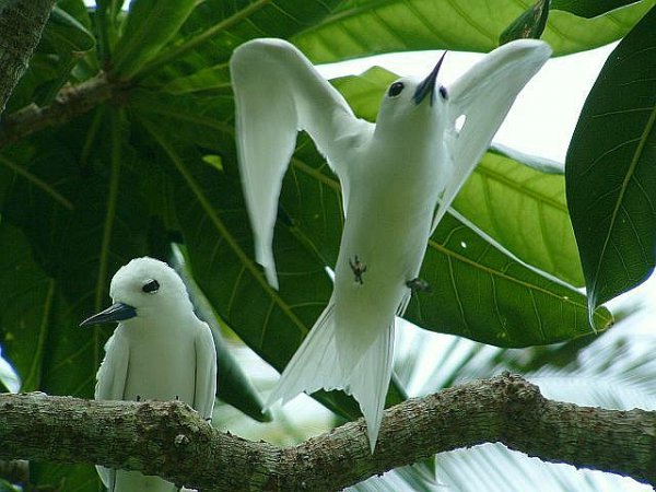 Photo (2): White Tern