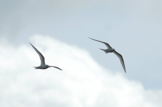 Photo (9): White Tern