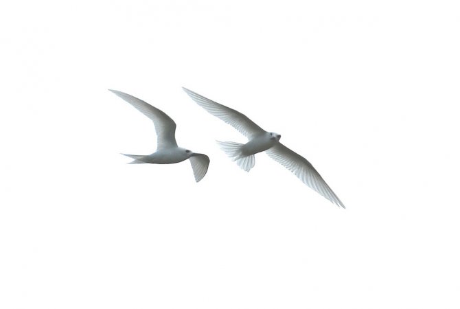 Photo (8): White Tern