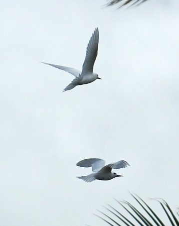Photo (12): White Tern