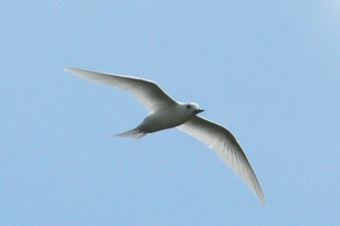 Photo (7): White Tern