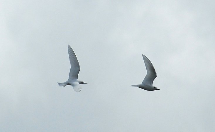 Photo (14): White Tern
