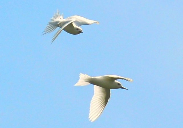 Photo (3): White Tern