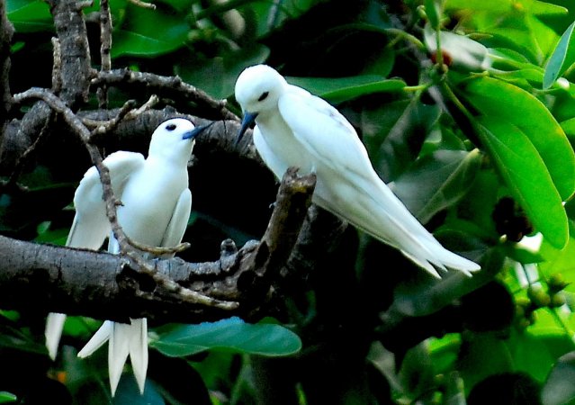 Photo (15): White Tern