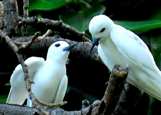 Photo (5): White Tern