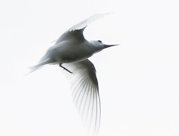 Photo (11): White Tern