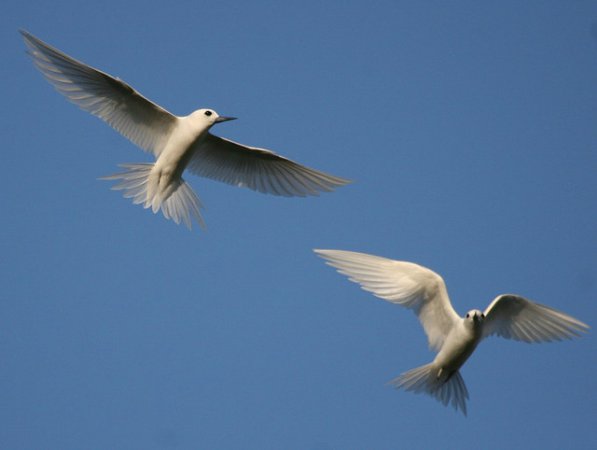 Photo (16): White Tern