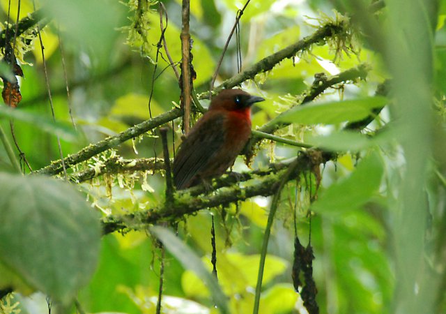 Photo (12): Red-throated Ant-Tanager