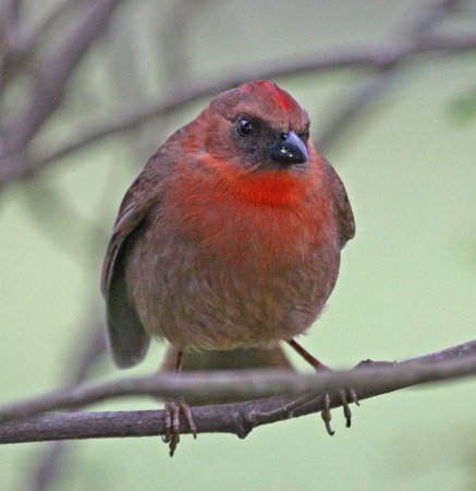 Photo (6): Red-throated Ant-Tanager
