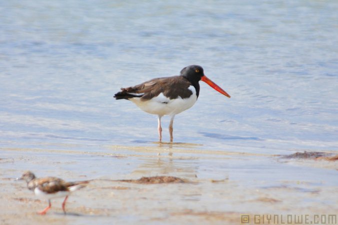 Photo (11): American Oystercatcher