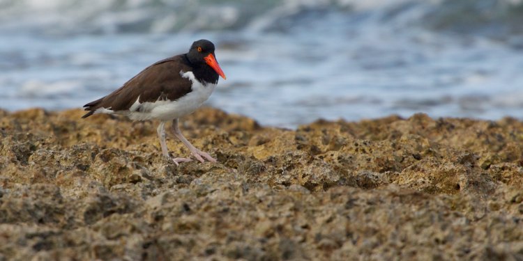 Photo (6): American Oystercatcher